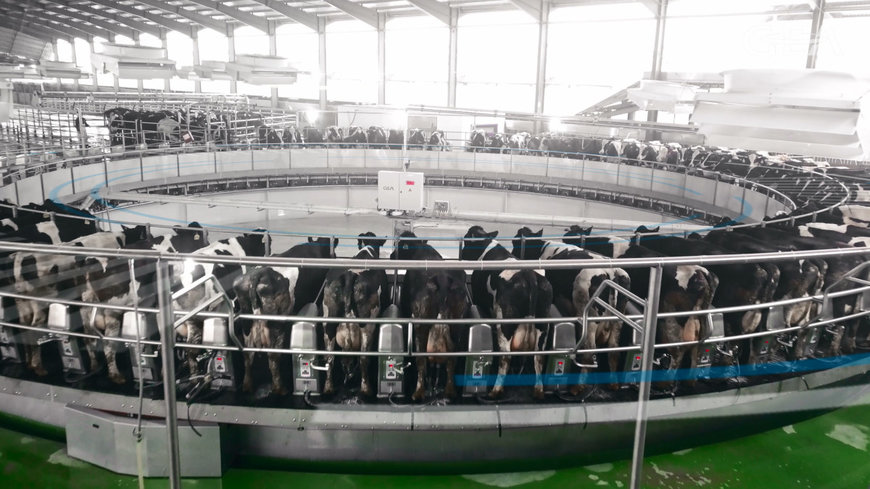 GEA installiert größtes Melkkarussell in China für 10.000 Kühe